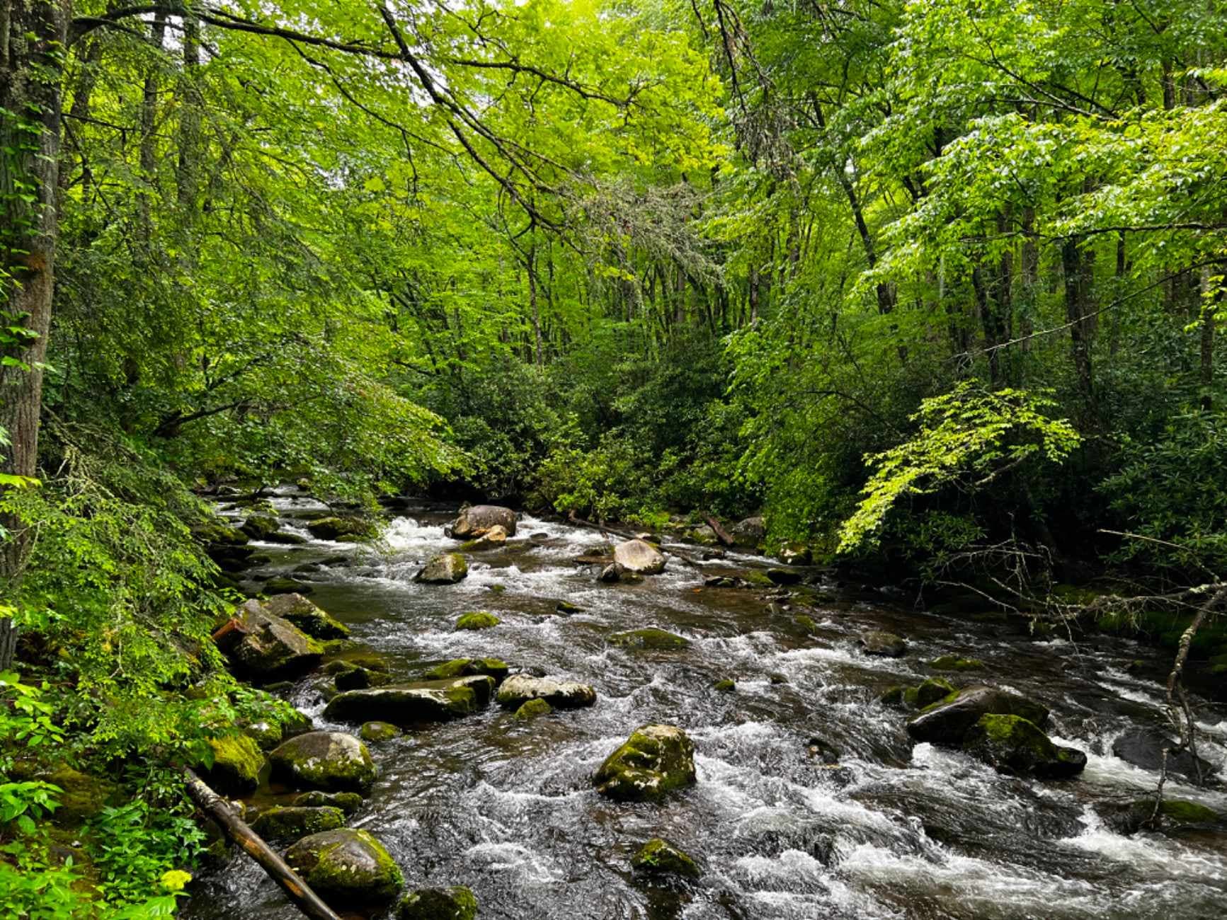Mountain stream running over mossy boulders through green forest